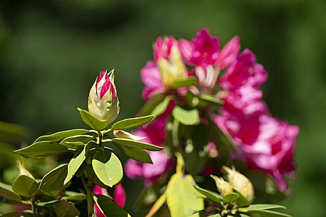 Giardino Viatori