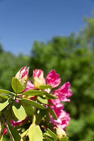 Giardino Viatori