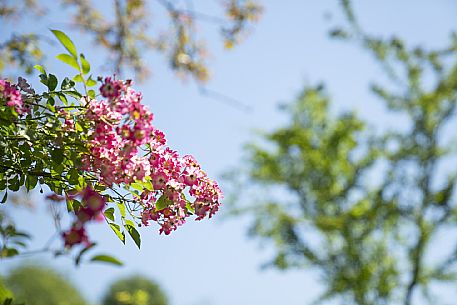 Giardino Viatori