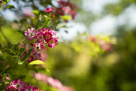 Giardino Viatori