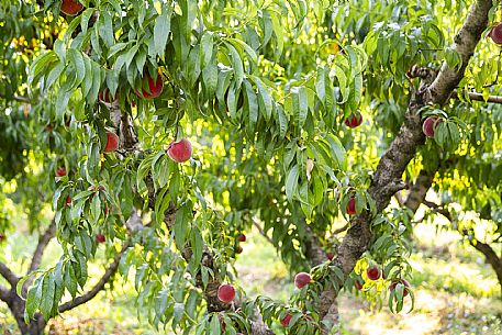 Azienda Agricola La Ferula