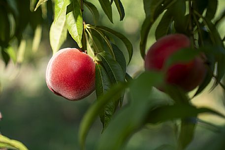 Azienda Agricola La Ferula