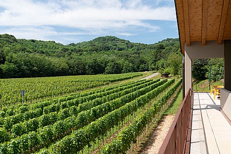 Tenuta della Casa - Cormons(GO)