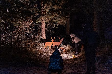 Advent Pur - Valbruna