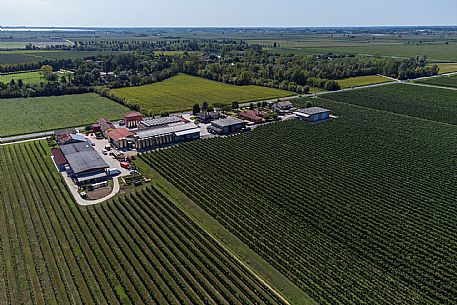 Azienda Vinicola Baccichetto Umberto - da noi in riviera