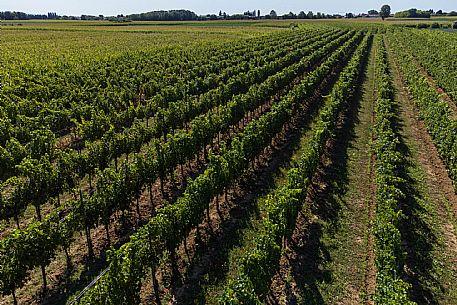 Azienda Vinicola Ballaminut - da noi in riviera