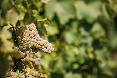 Azienda Vinicola Ballaminut - da noi in riviera