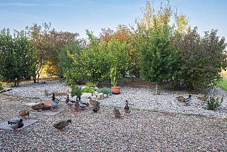 Azienda Vinicola Fausto Ghenda - da noi in riviera Azienda Vinicola Fausto Ghenda - da noi in riviera