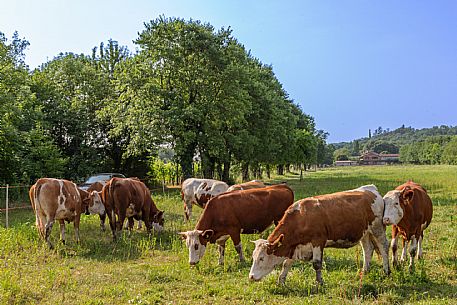 Fattoria Zoff