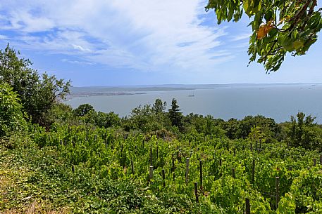 Skabar Wines