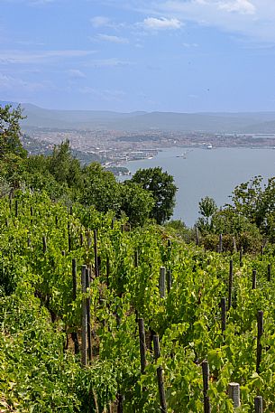 Skabar Wines