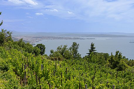 Skabar Wines