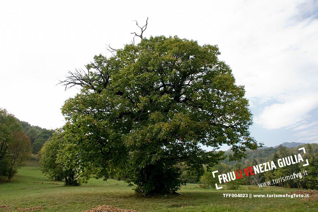 Chestnut Tree