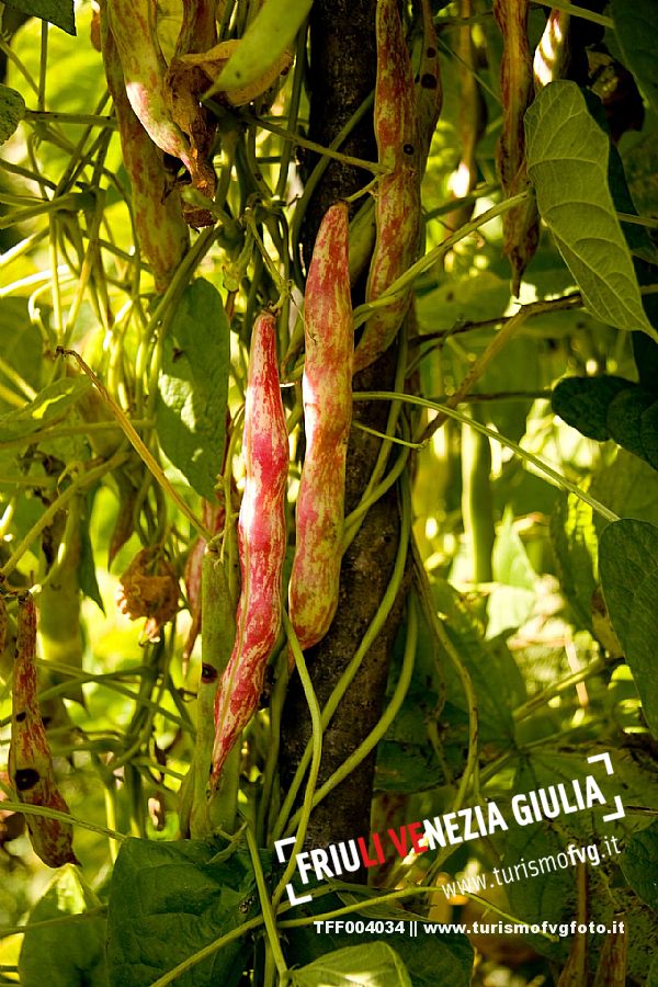 Bean plant