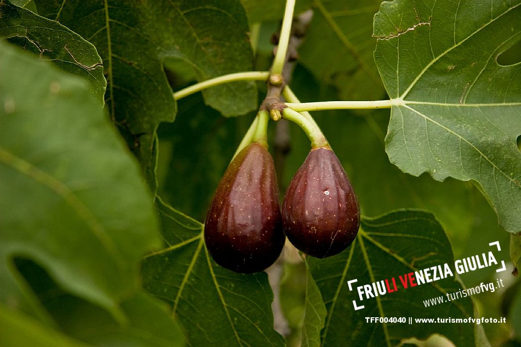 Fig