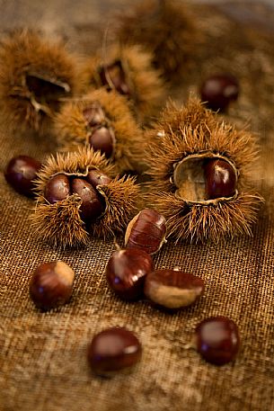 Chestnut