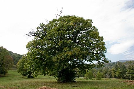 Chestnut Tree