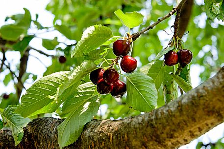 Cherry