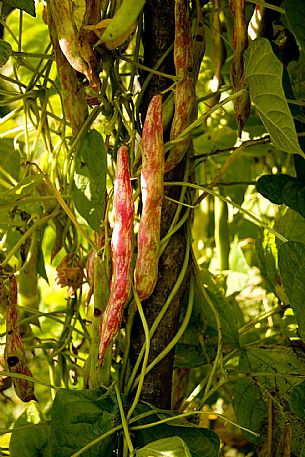 Bean plant