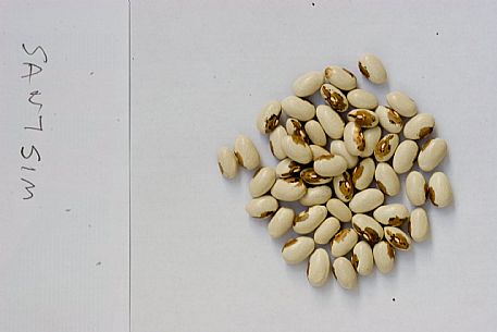 Santisim Bean