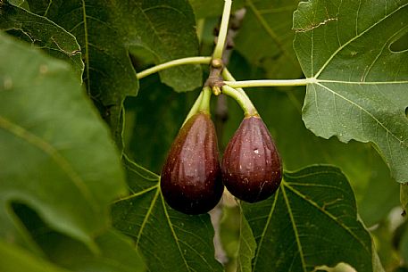 Fig