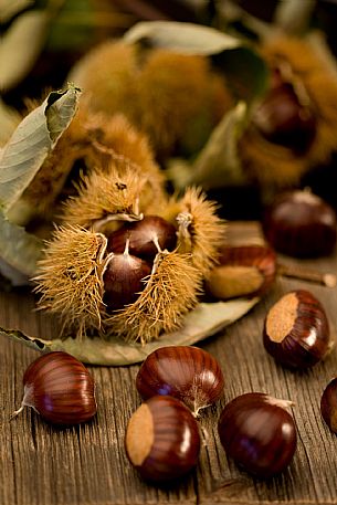 Chestnut