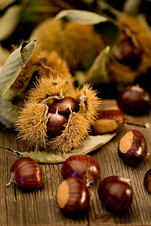 Chestnut