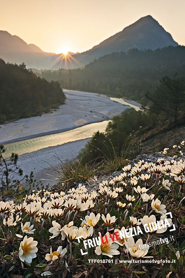 Flowering in Val Tramontina