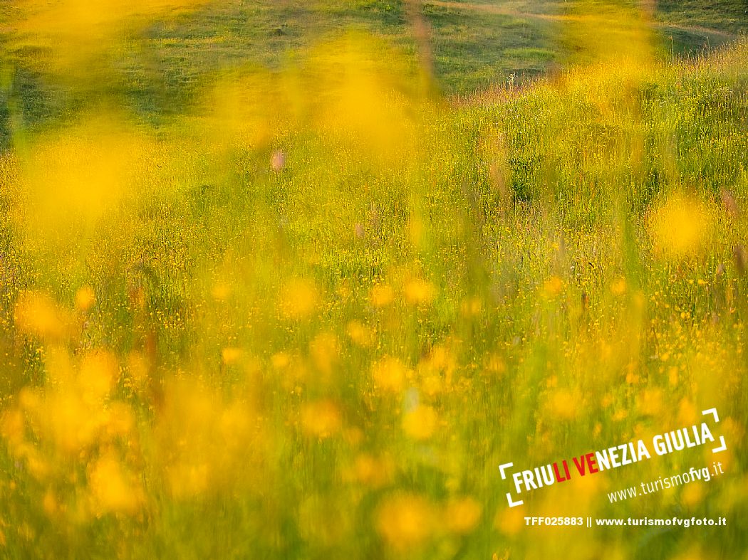 Summer blooming in Candaglia, Piancavallo