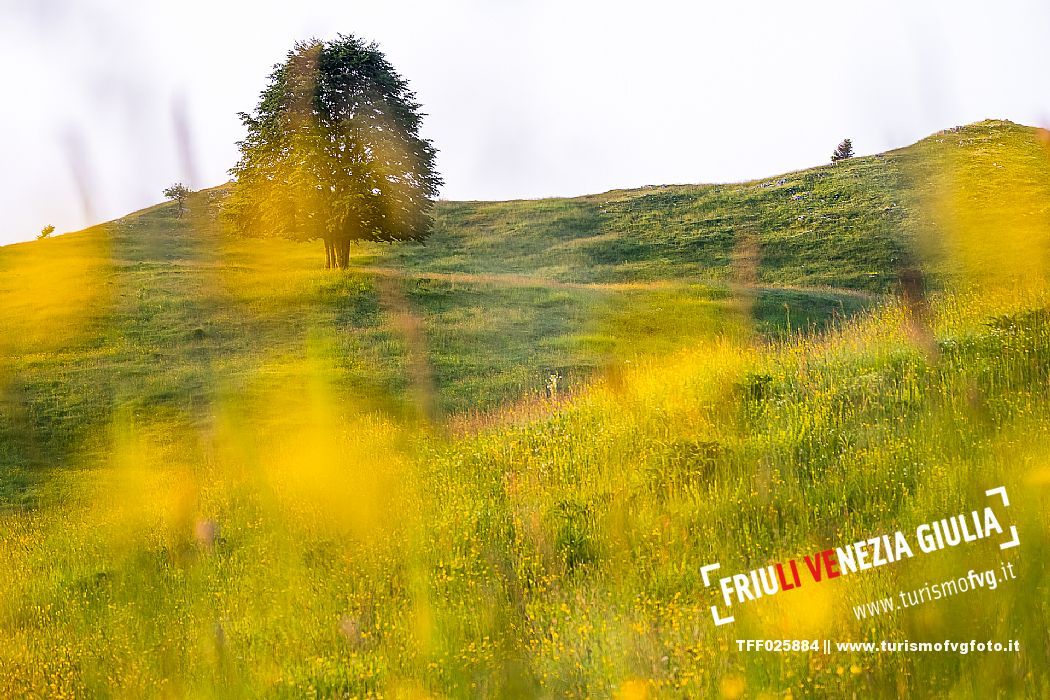 Summer blooming in Candaglia, Piancavallo