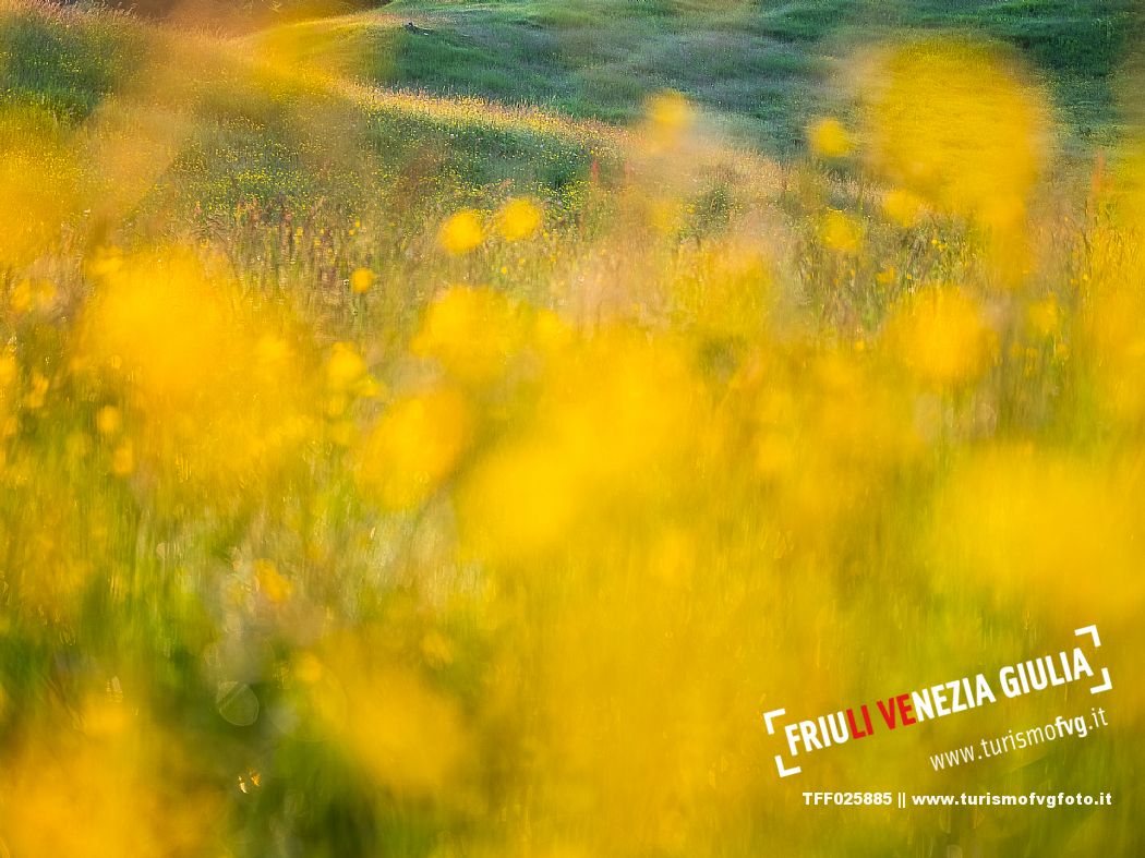 Summer blooming in Candaglia, Piancavallo