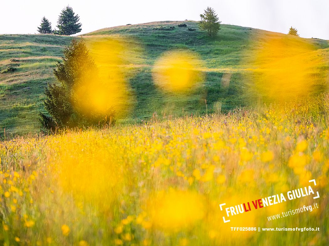 Summer blooming in Candaglia, Piancavallo