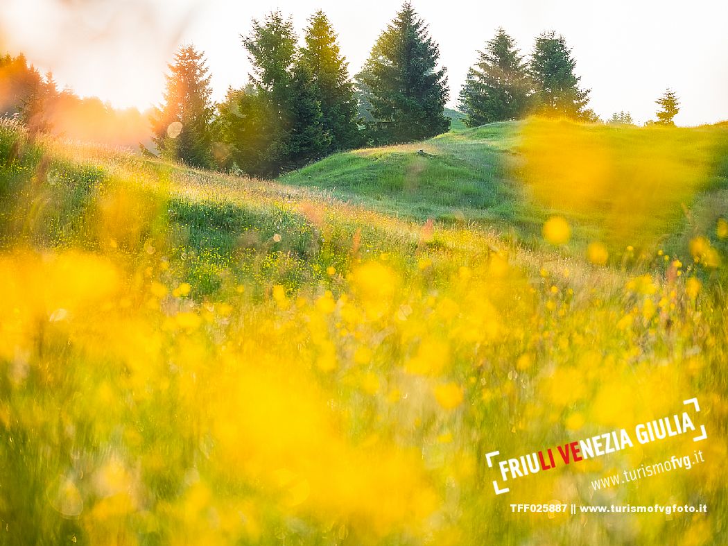 Summer blooming in Candaglia, Piancavallo