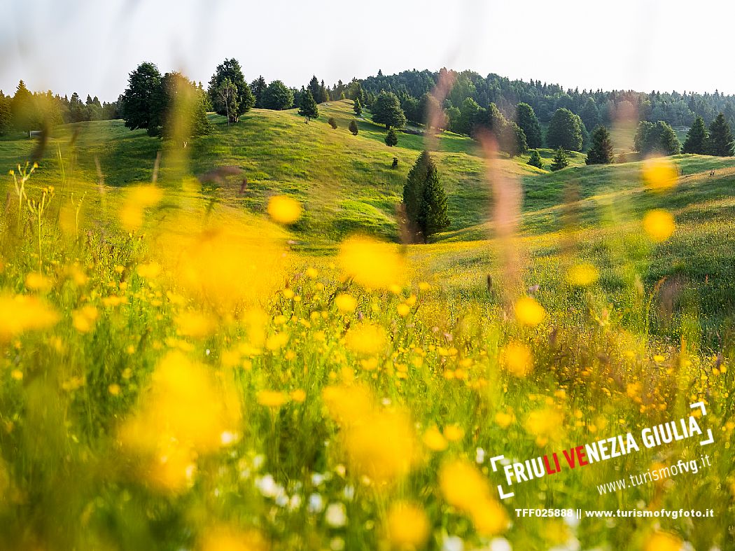 Summer blooming in Candaglia, Piancavallo