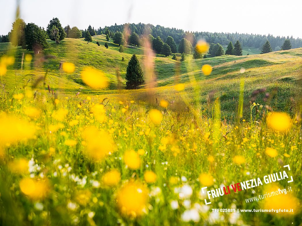 Summer blooming in Candaglia, Piancavallo