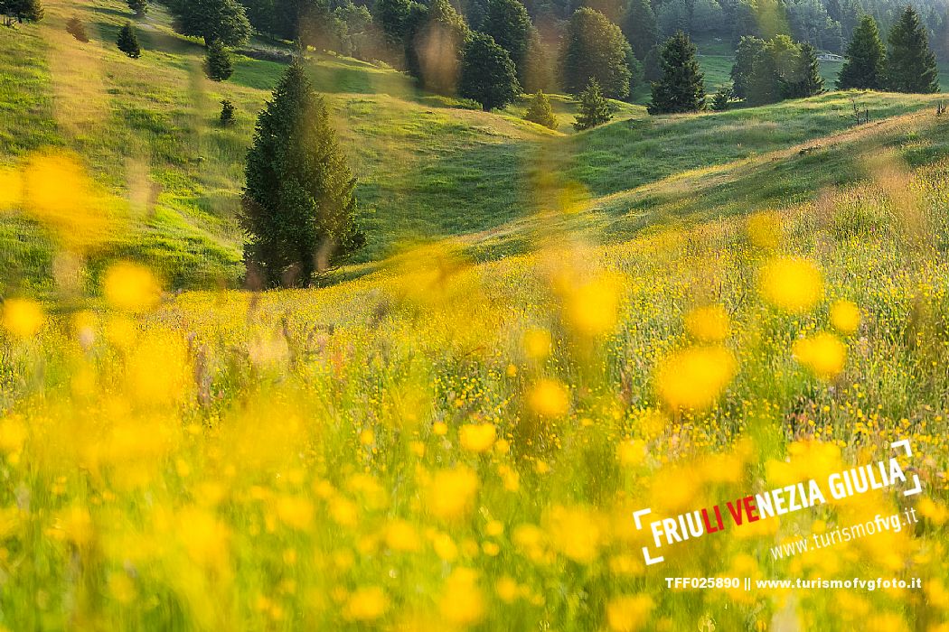 Summer blooming in Candaglia, Piancavallo