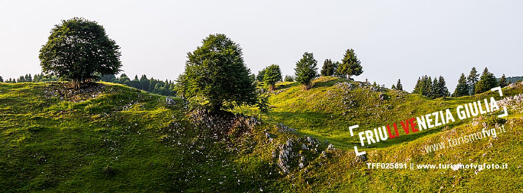 Summer blooming in Candaglia, Piancavallo