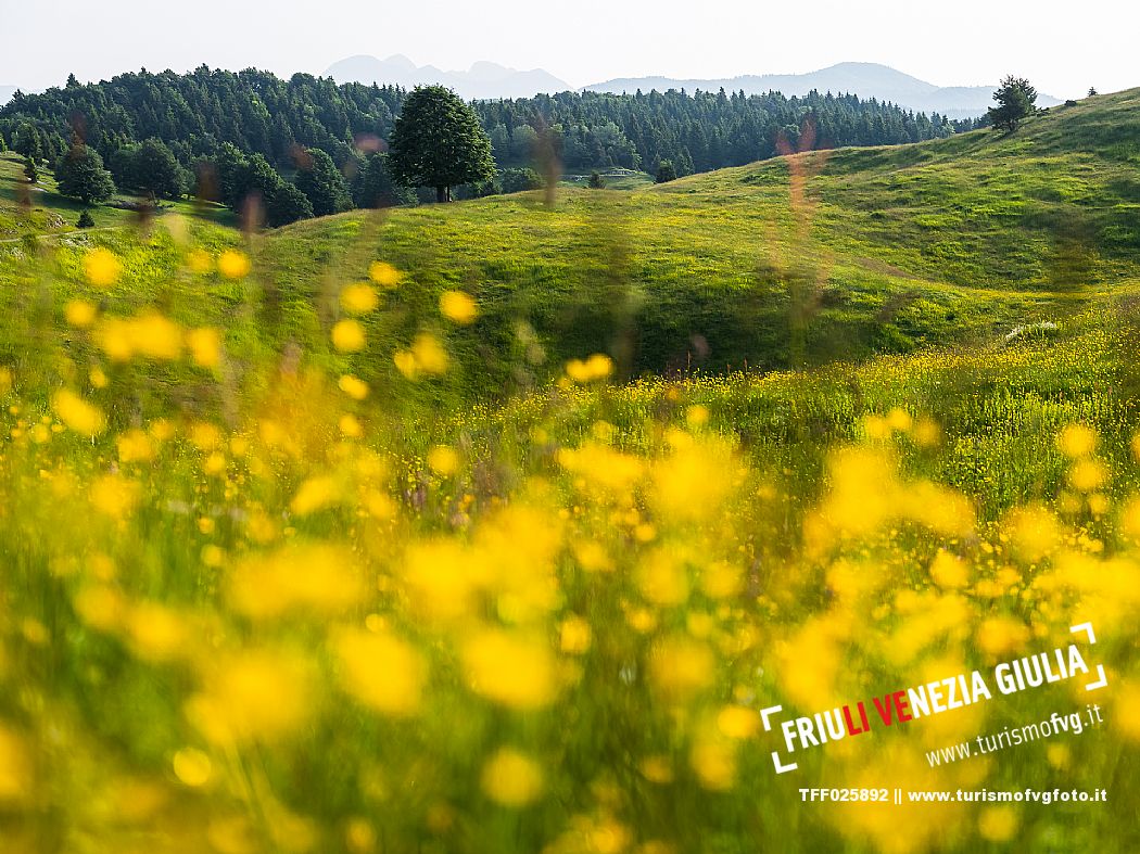 Summer blooming in Candaglia, Piancavallo