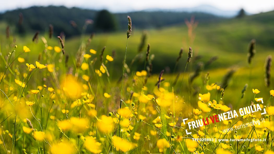 Summer blooming in Candaglia, Piancavallo