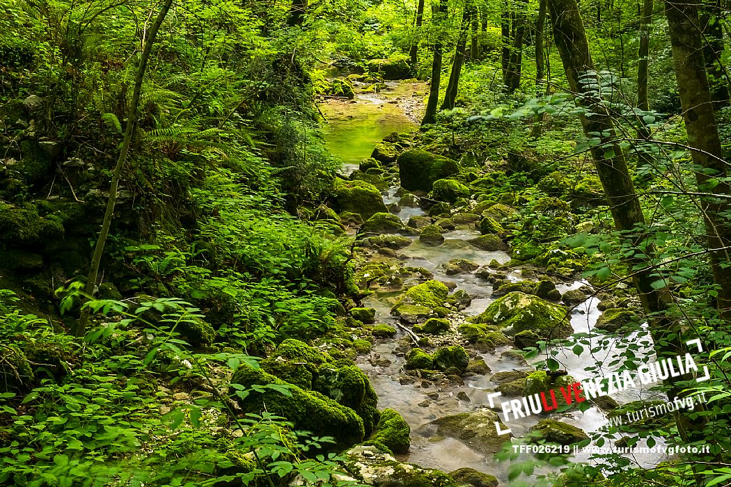 Just above San Leonardo, in the Natisone Valleys, the waters of the Pod Tamoran stream, before flowing into the Ro Patok, form the waterfalls of the Kot waterfall.