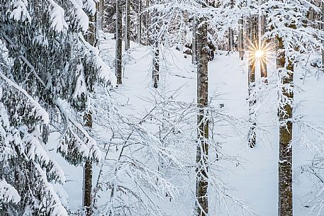 Backlit forest