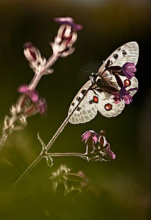 Butterfly Apollo