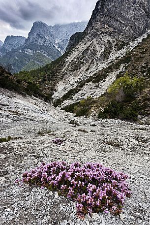 Flowering in Friulian Dolomites