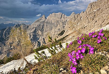 Flowering in Friulian Dolomites