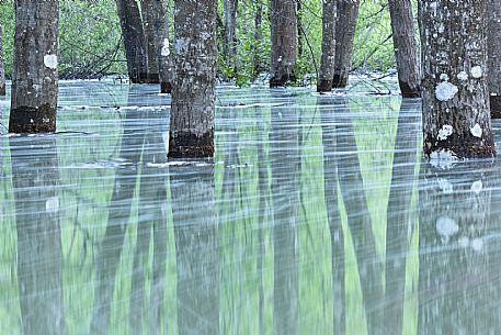 Sunken Forest - Meluzzo Lake