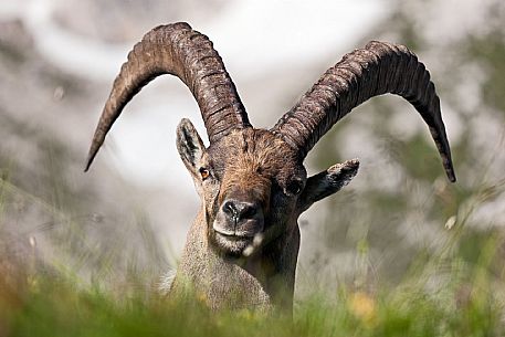 Friulian Dolomites - Ibex