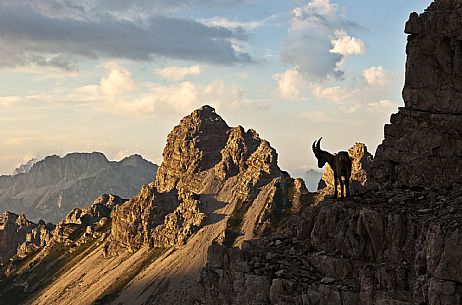 Ibex on Friulian Dolomites - Lavinal Palas