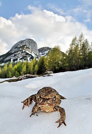 Toad at Passo Lanza
