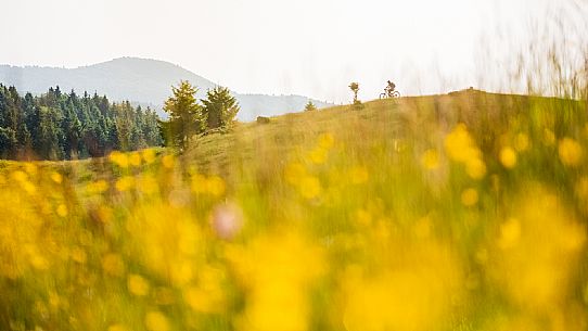 Cyclist on a mountain bike in Candaglia, Piancavallo