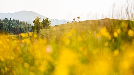 Cyclist on a mountain bike in Candaglia, Piancavallo